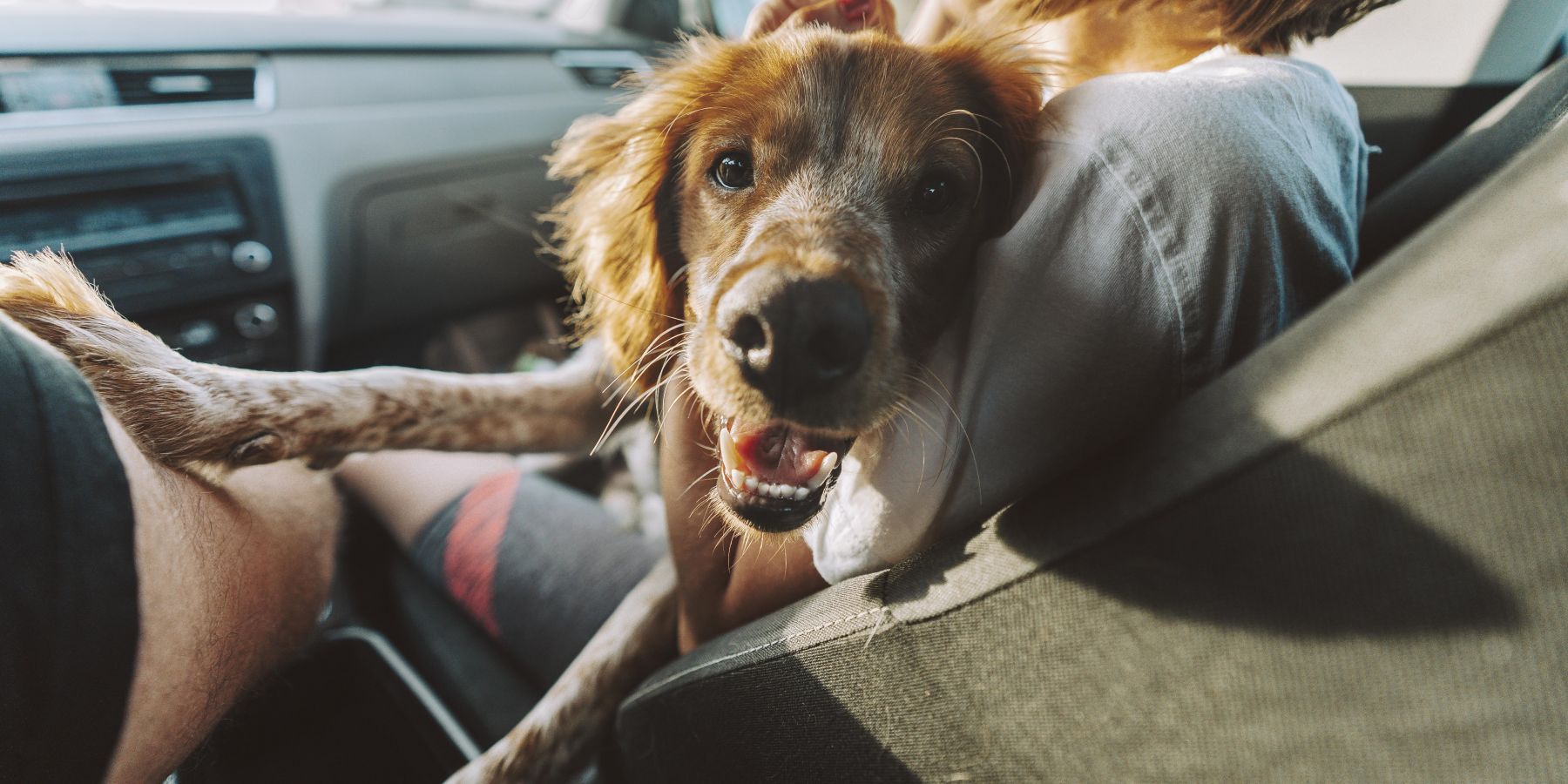 Understanding the Legalities of Leaving Dogs in Parked Vehicles