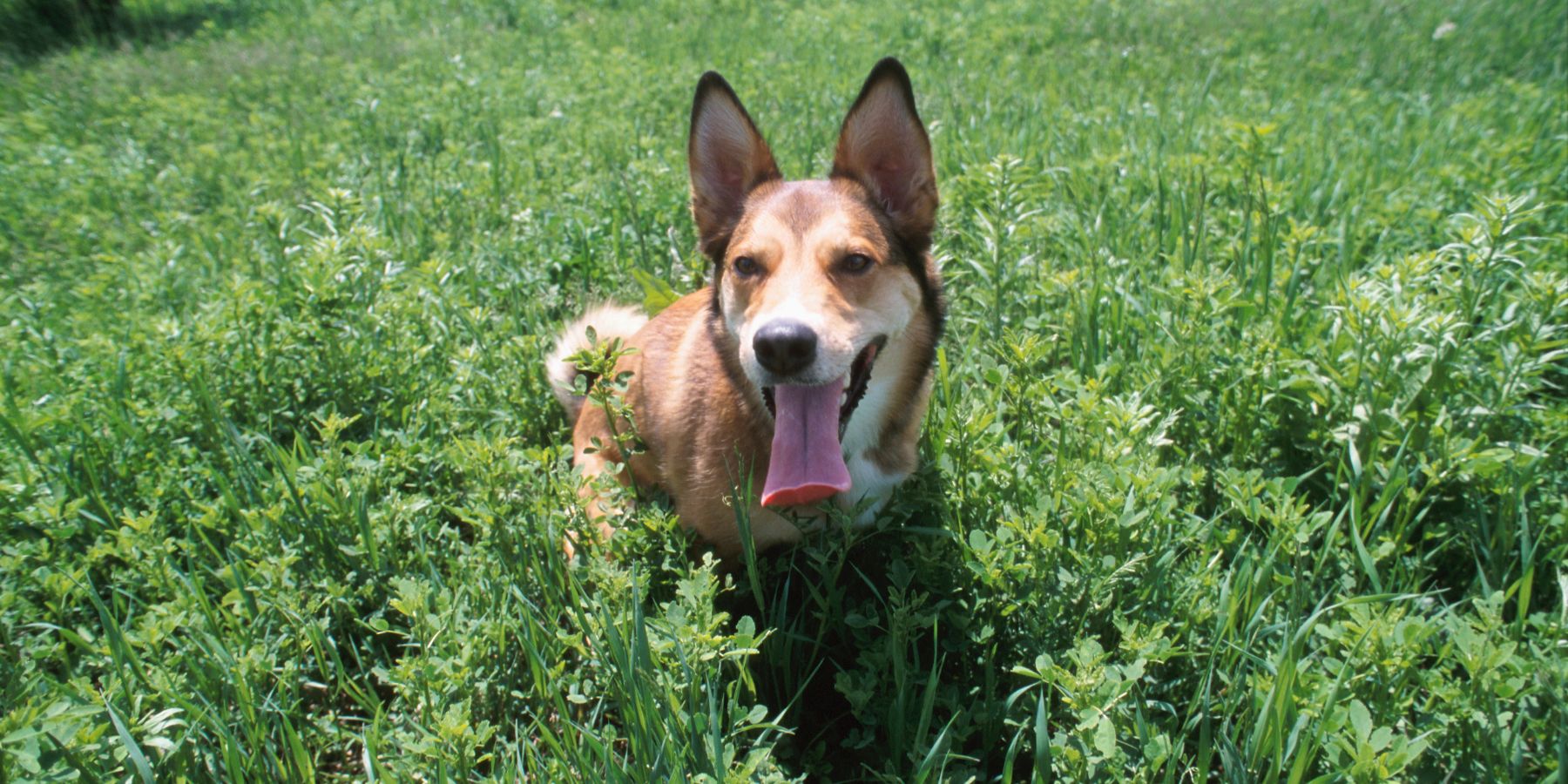 Understanding the Reasons Behind Your Dog's Panting